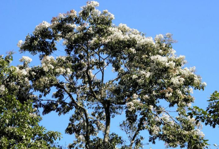 Nogal Cafetero - Vista principal